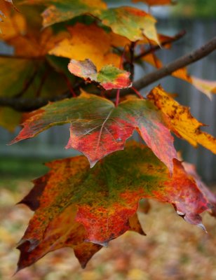 2009_1108_161707AA.jpg
