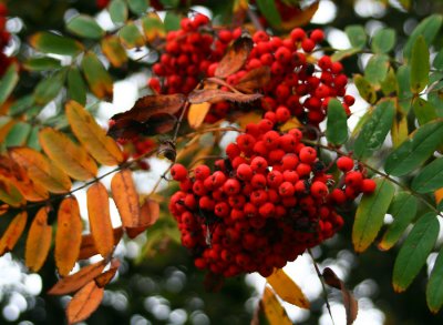 2009_1108_161834AA.jpg