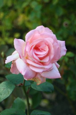 Fair Lane rose