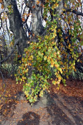 Autumn Color 2009