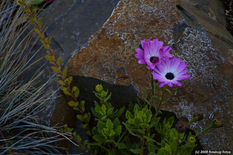 Rock Garden