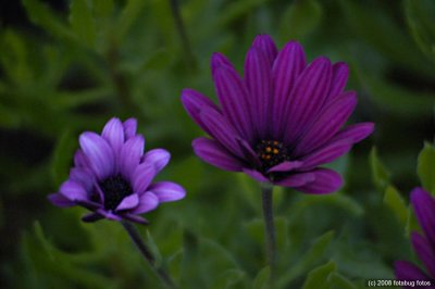 Pleasingly purple