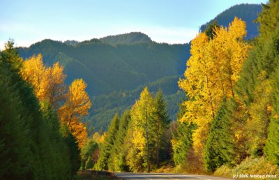 Fall Colors along the McKenzie Highway