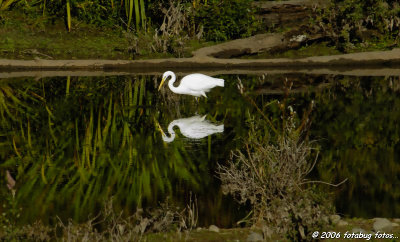 Egret in Delta Ponds