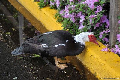 Muscovy  Duck