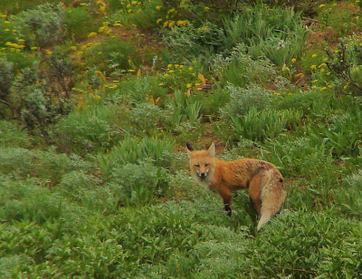 fox-750_DSC06753.jpg