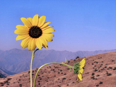 sunflowers-750_DSC07581.jpg