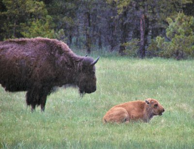 bison-baby2-700_DSC06384.jpg