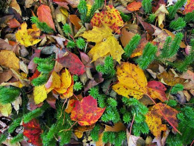 leaves-moss-750_DSC08254.jpg