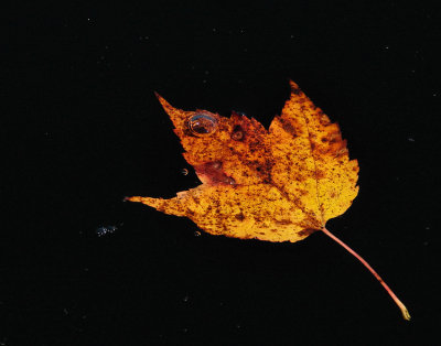 leaf-bubble-750_DSC08308.jpg