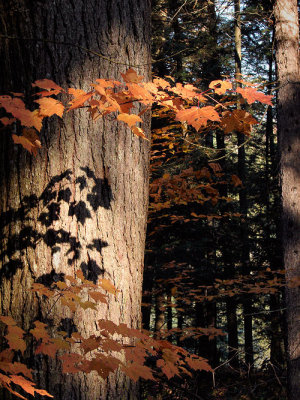 leaves-shadow-500_DSC08411.jpg