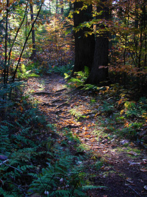 path-500_DSC08385.jpg