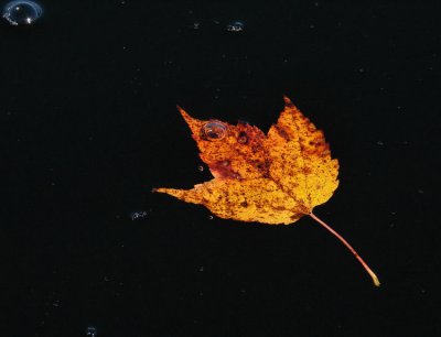 leaf-bubbles-750_DSC08308.jpg