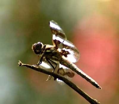 DSC_0011c.jpg