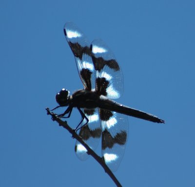 DSC_0018a.jpg