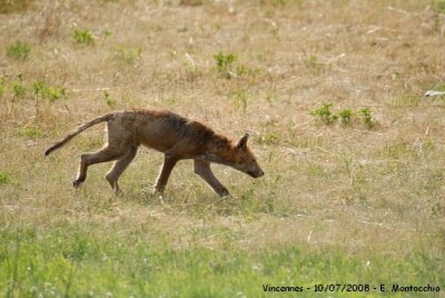 Il ne ressemble plus trop  un renard...