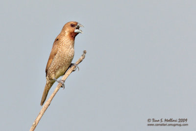 IMG_7356w.jpg