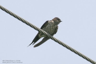 Red-Rumped Swallow