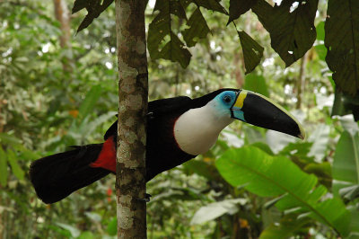 Tena Area, Ecuador