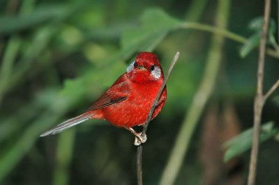 Red Warbler 4