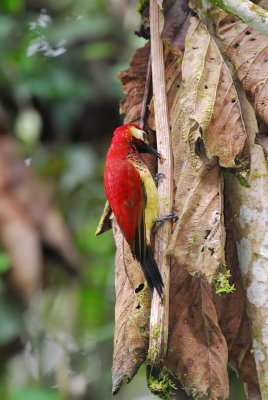 Crimson-Mantled Woodpecker 2
