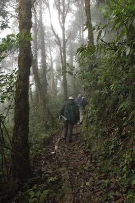 Trail at Cordillera