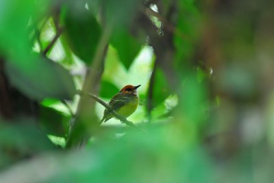 Rufous-Crowned Tody-Flycatcher