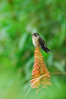 Speckled Hummingbird Defending Nectar
