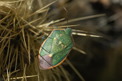 Stink Bug on Cactus