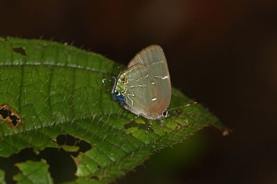 Sista Hairstreak