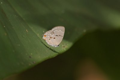 Hairstreak