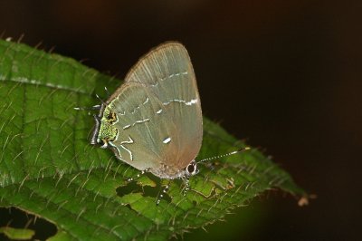 Sista Hairstreak 3