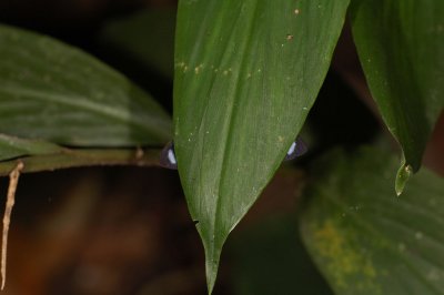 What's Beneath That Leaf?