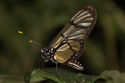 Amberwing Species