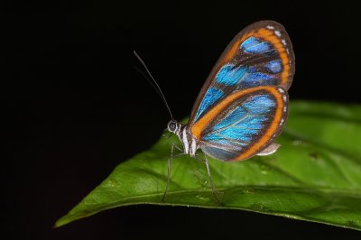 Clearwing Species Closeup