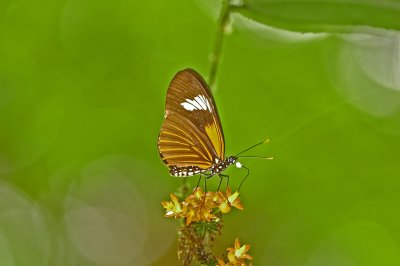 Longwing Species