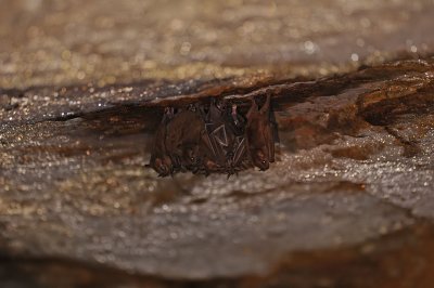 Bats - Murcielagos