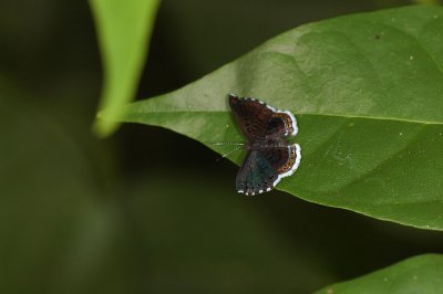 Metalmark Species