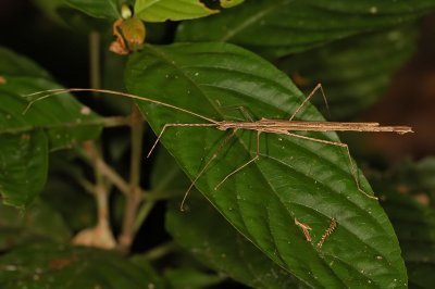 Walking Stick Insect