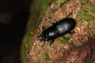 Beetle Shot