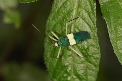 Forest Insect