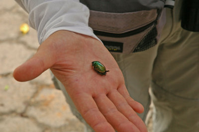 Scarab Beetle