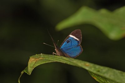 Eyemark Butterfly 3