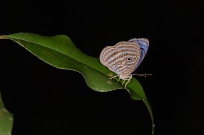 Eyemark Species - Ventral