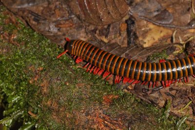 Millipede