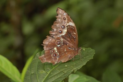 Morpho