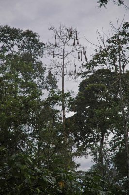 Oropendola Nests