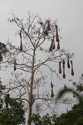 Oropendola Nests Closer View