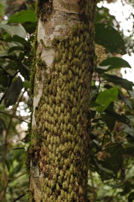 Silk Moth Pupae on Tree Trunk
