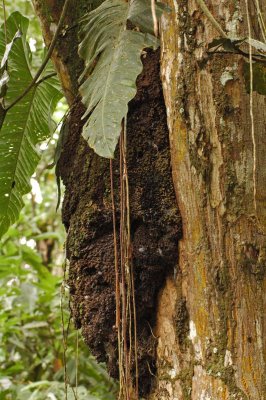 Arboreal Termitarium